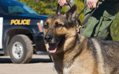 WHO WILL LET THE DOGS OUT?