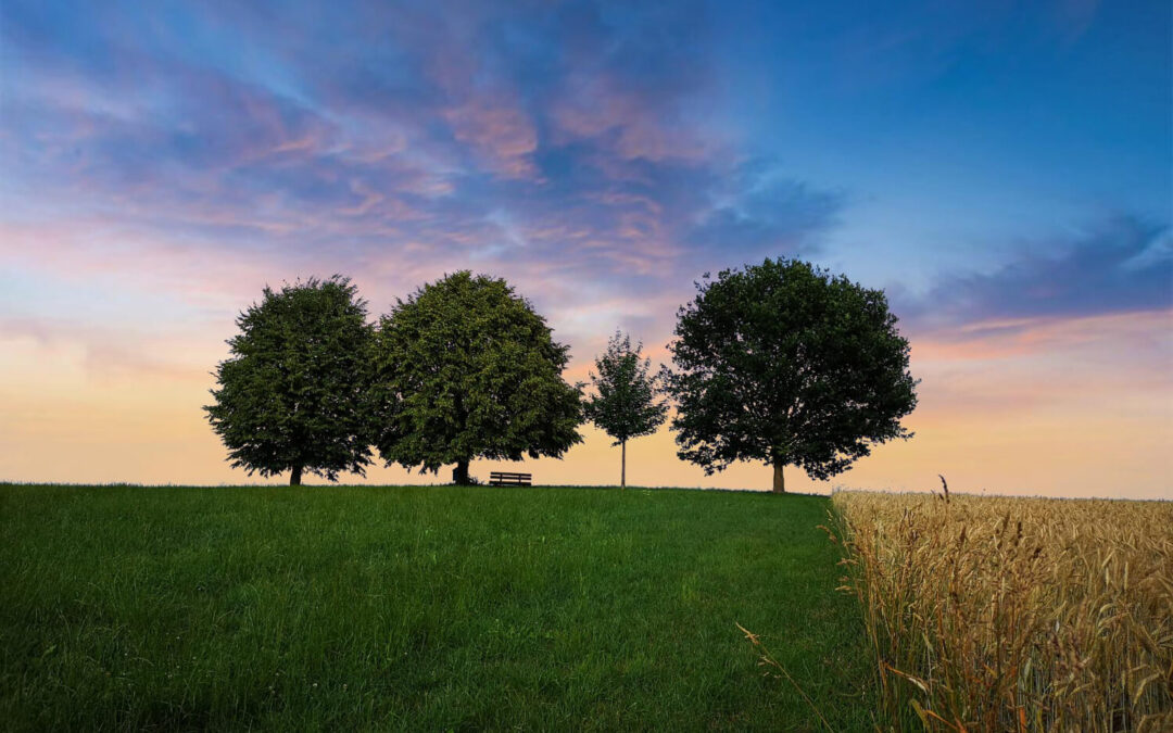 Barking up the Wrong Tree