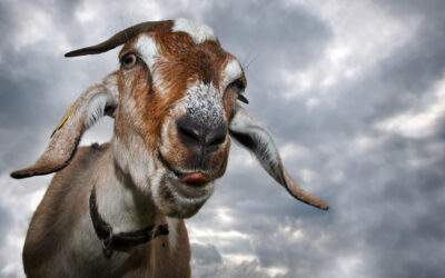 Have We Got to Go on About Goats
