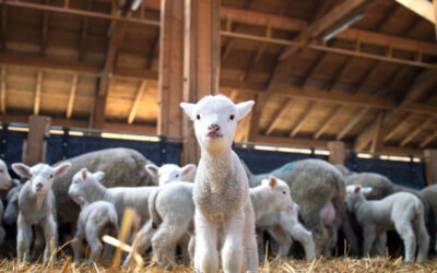 Sheep & Goats
